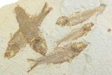 Limestone with Five Fossil Fish (Knightia) - Wyoming #369514-1